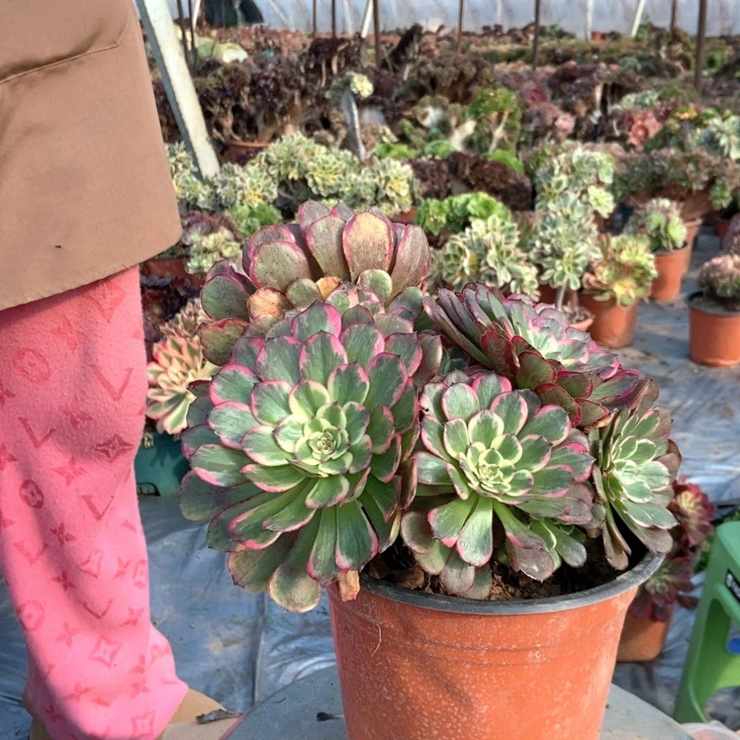 浮***萍731黑金刚老桩手捧