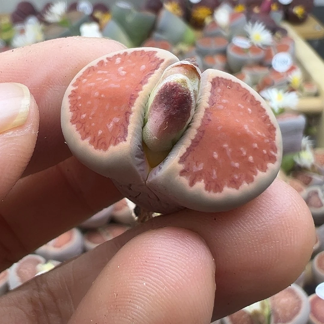 1717 生石花福利清货2.5厘米