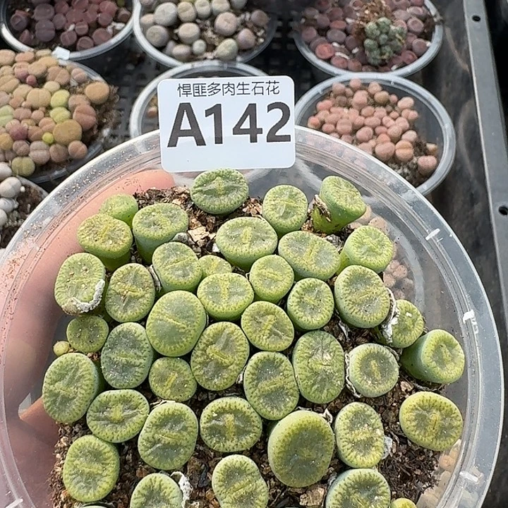 142多肉植物多肉植物