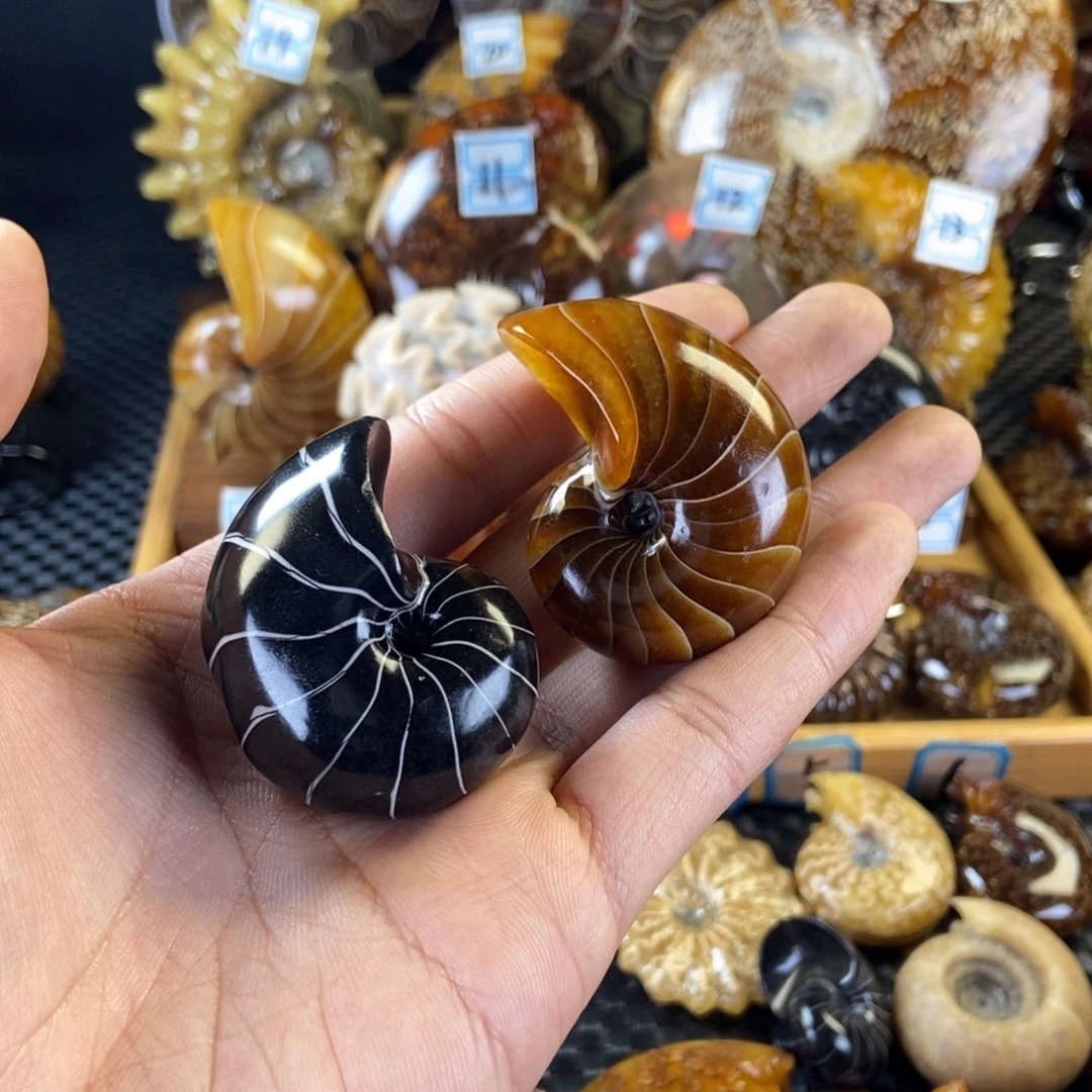 玉天然古生物化石鹦鹉螺化石