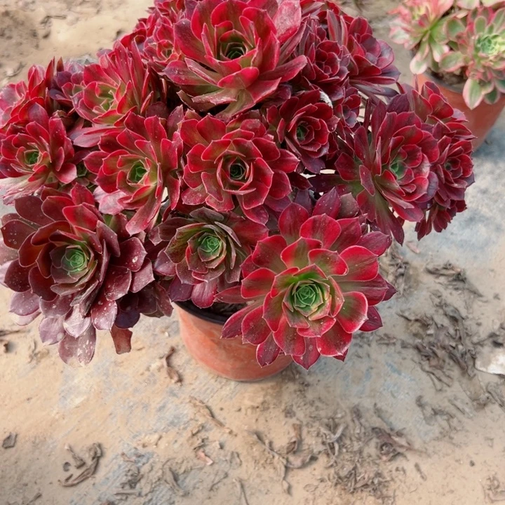 568安娜多肉植物