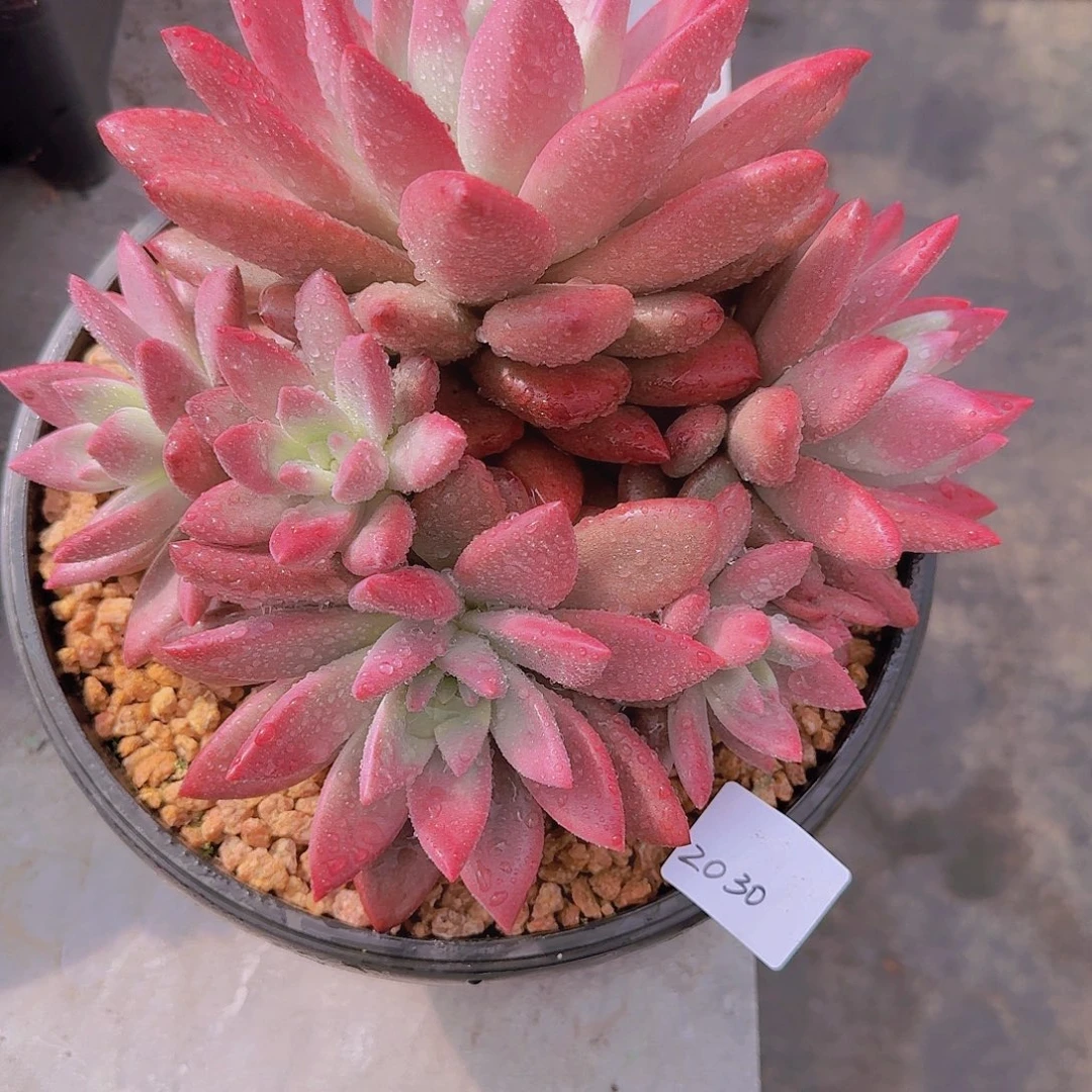 2030赫菲虞多肉植物