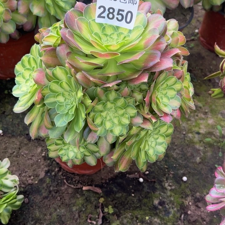2850韶华多肉植物