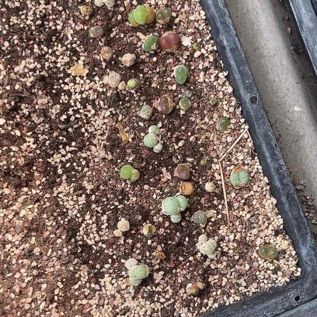打包包邮多肉植物