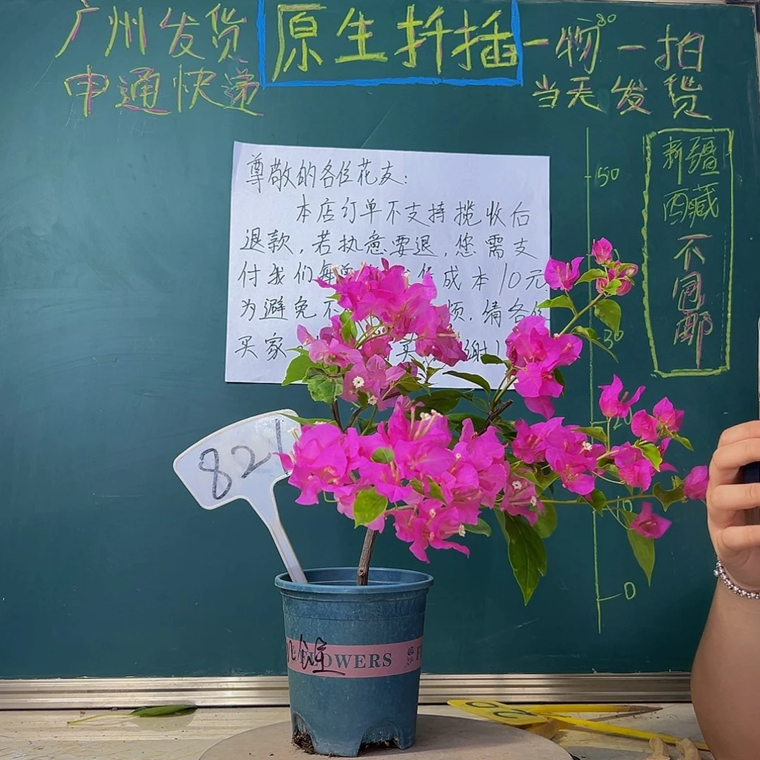 当前无花栽培后可以开花洋红公主 821