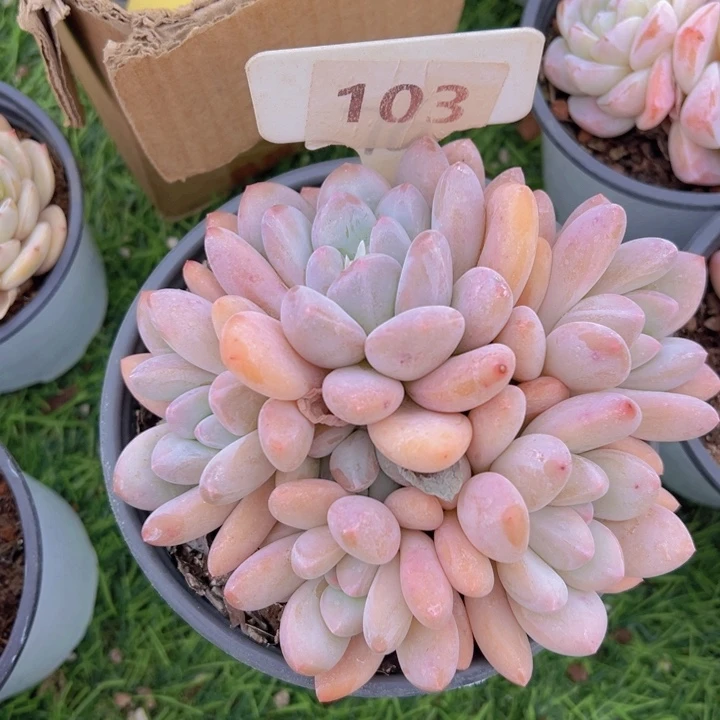 健健康康平平安安