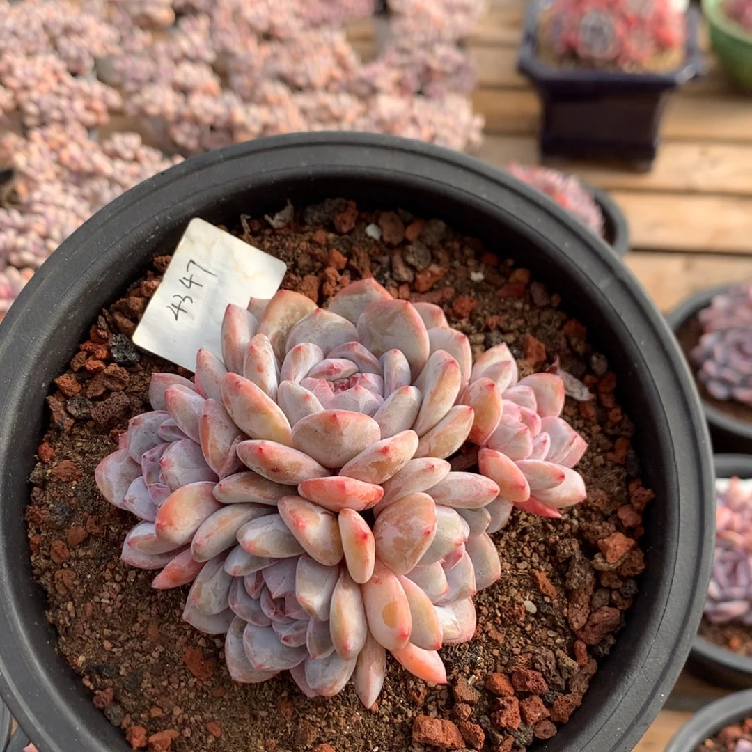 12.8厘米五头有砍石榴籽星影 4347