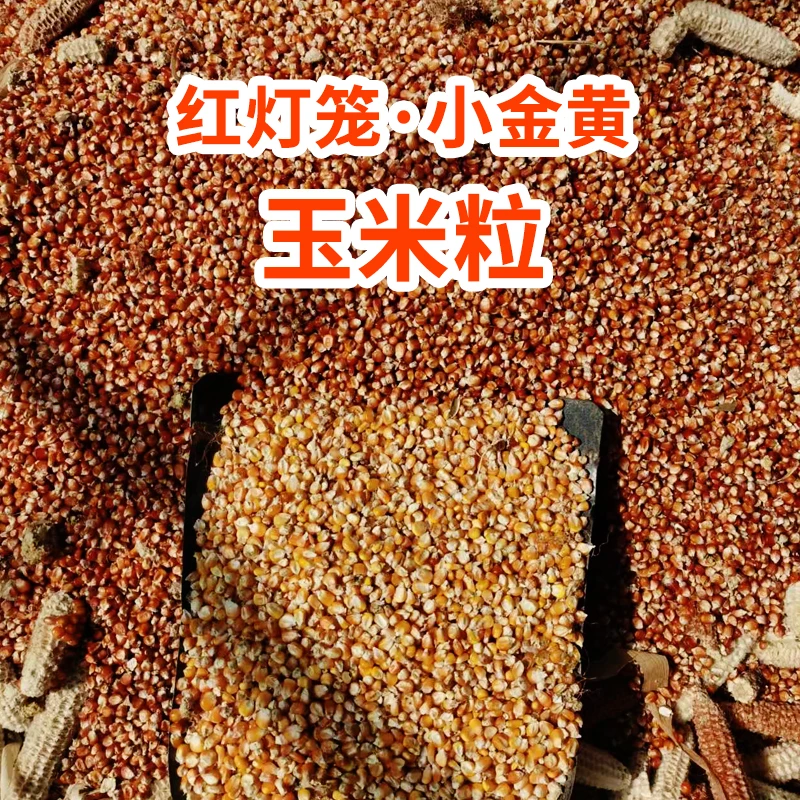 【红薯仙子】手剥玉米粒5斤装(红灯笼和小金黄可以选)