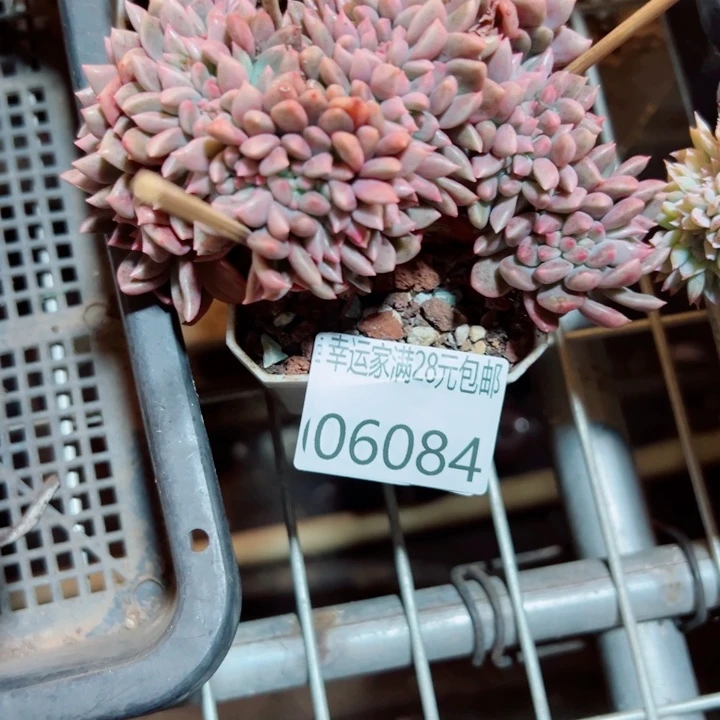幸运的是我没有遇到过幸运