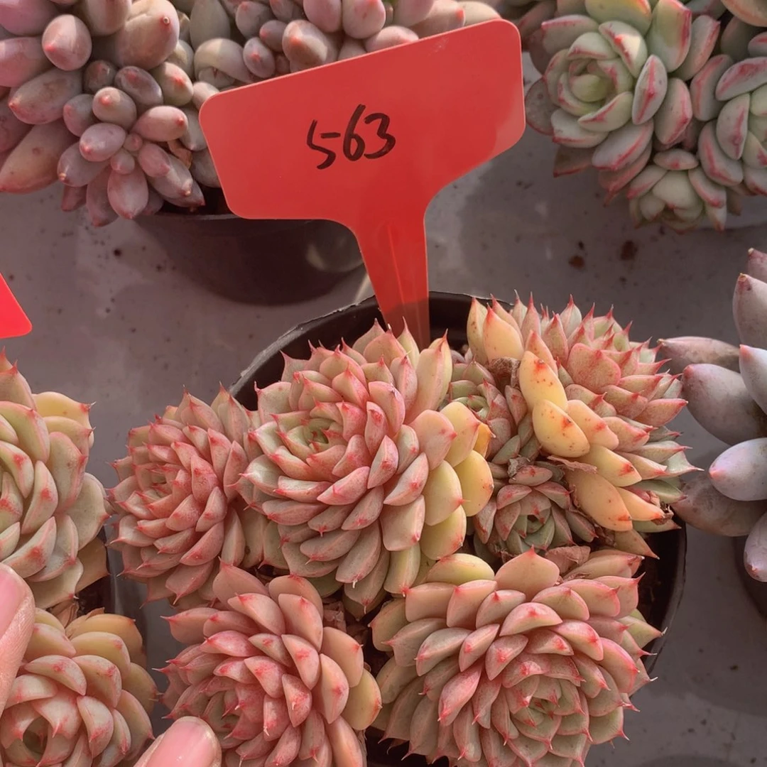 黄金本巴蒂626263673