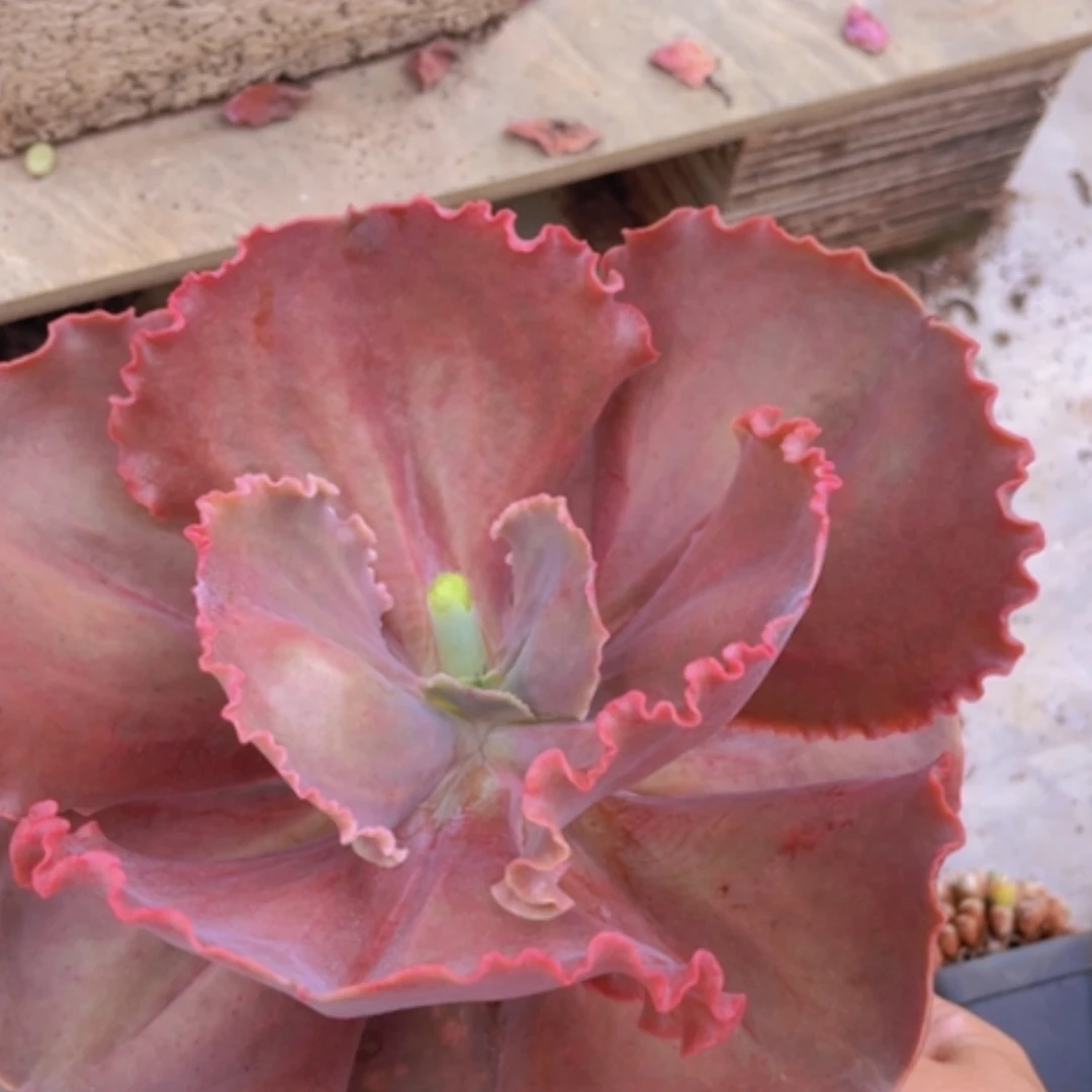 【闪购商品】法国皇后27291