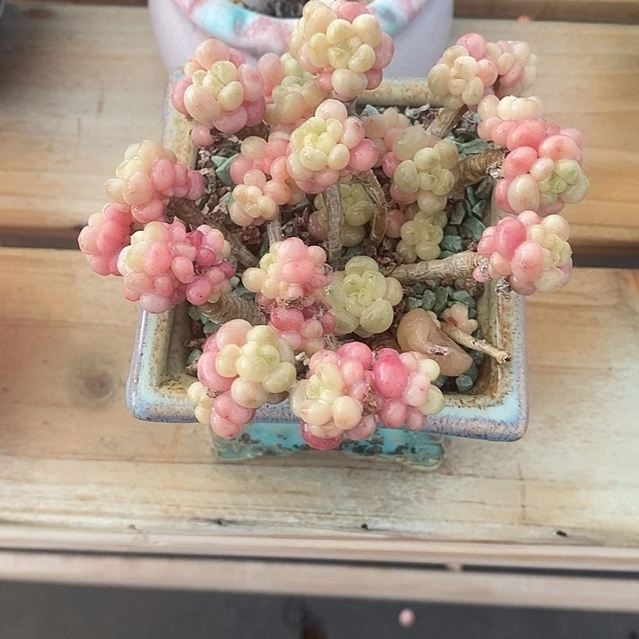 胭脂精品多肉12045