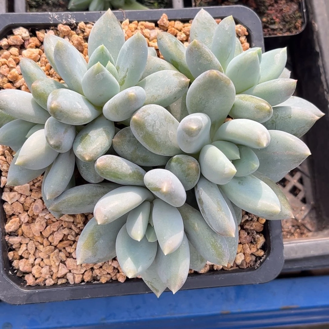 多肉植物哥特萝莉