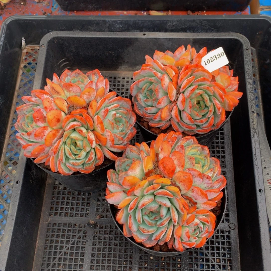 102330三个嗯嗯嗯嗯全明星嗯嗯