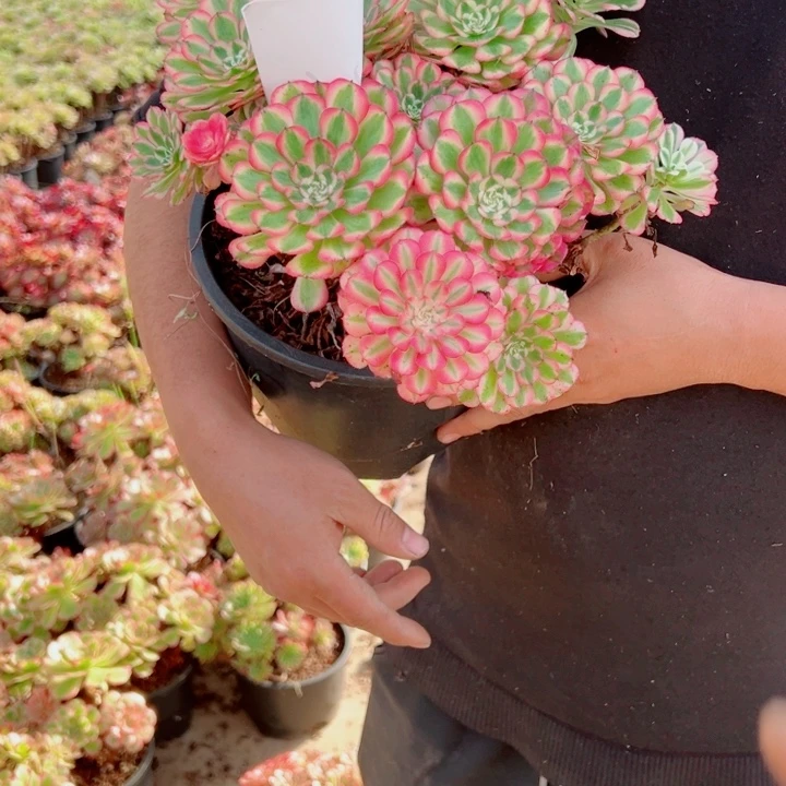 粉铜二加伦56号多肉法师