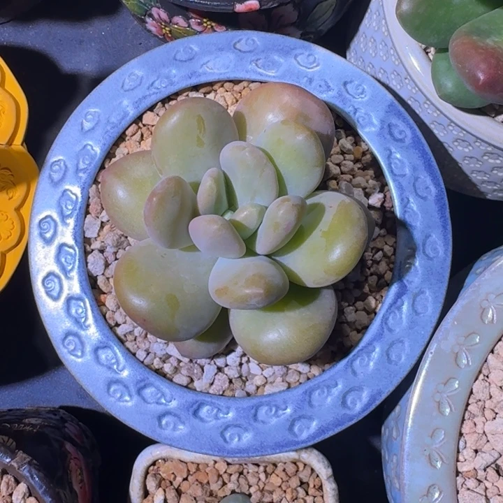 凯撒 单头 一物一拍