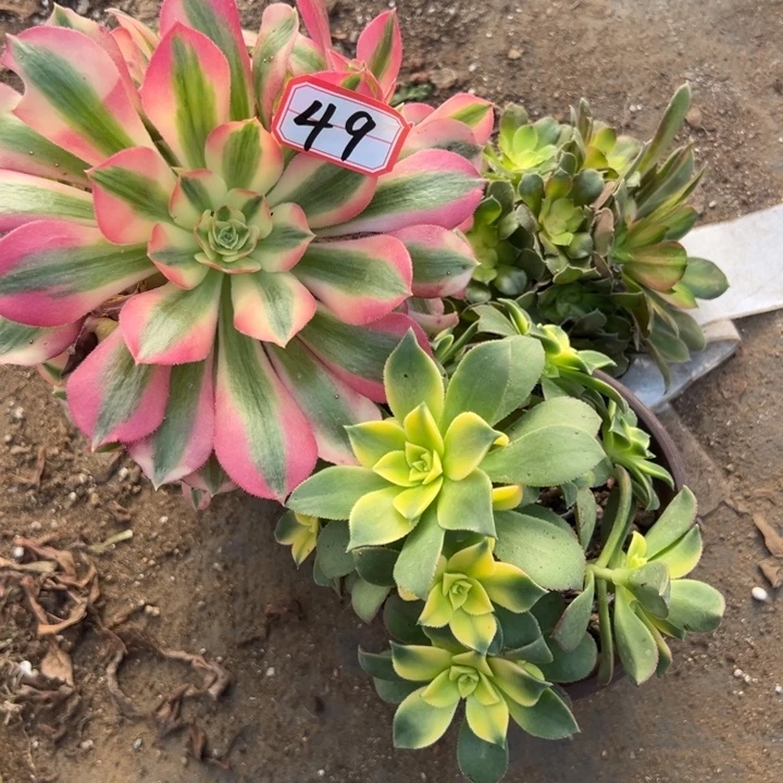 多肉植物49不售后