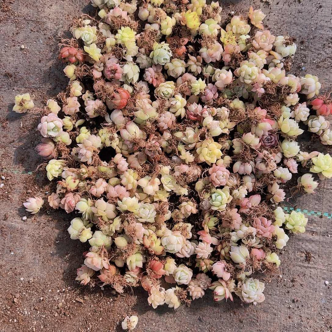 饭盒小苗保底100颗以上量拍