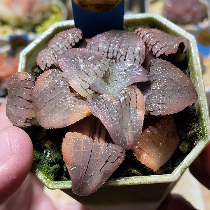 836天空之镜锦母本级别