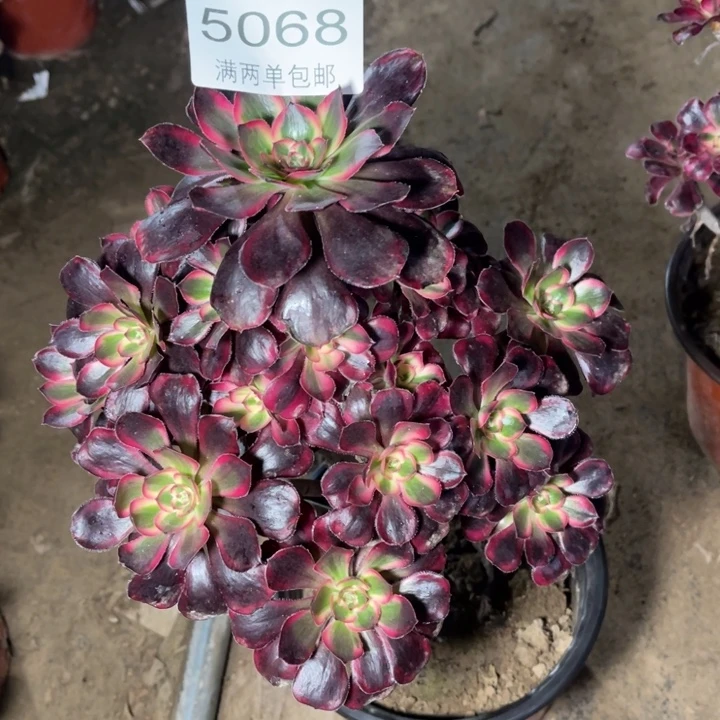 追***子5068香奈的人多肉的