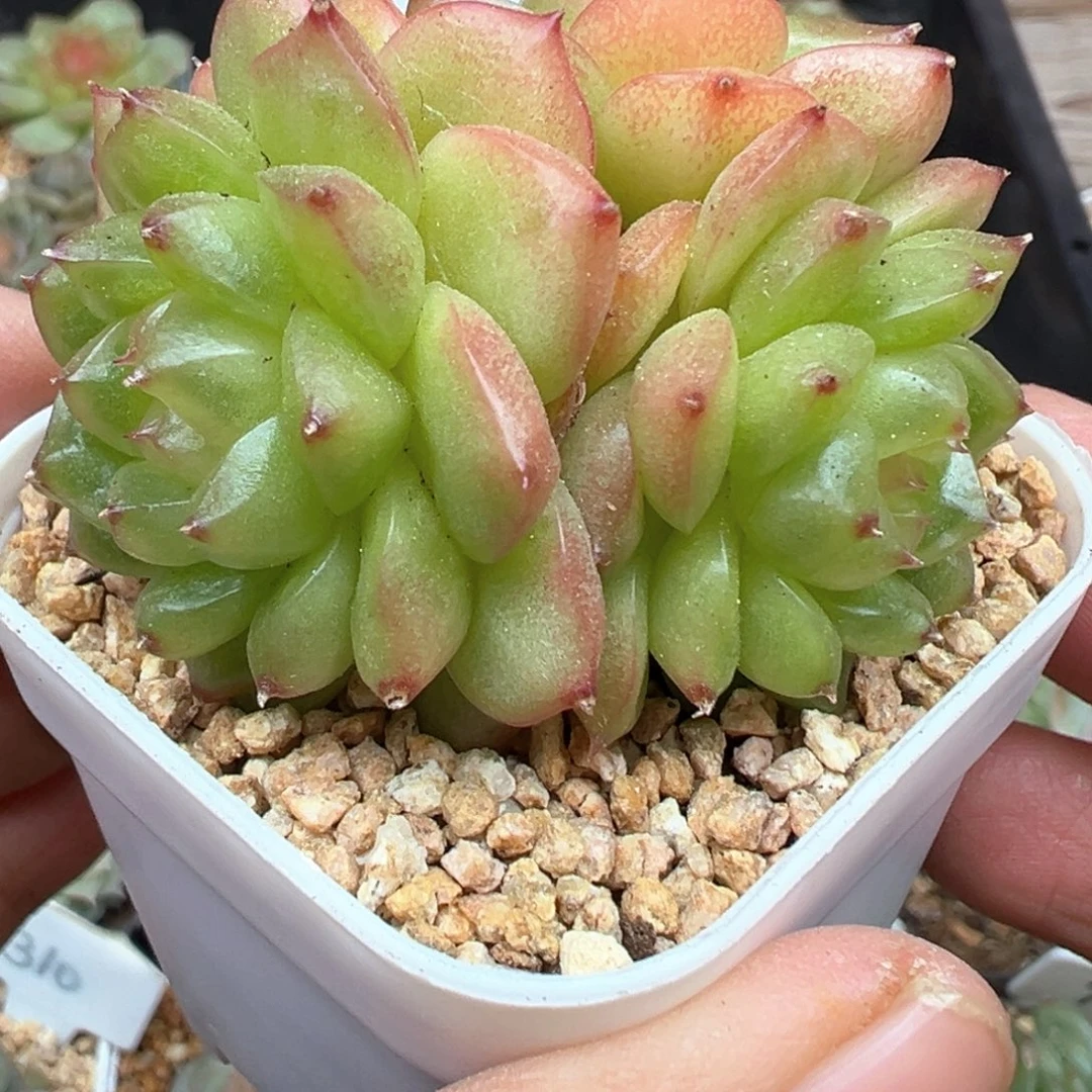 130号灯泡珍妮老桩