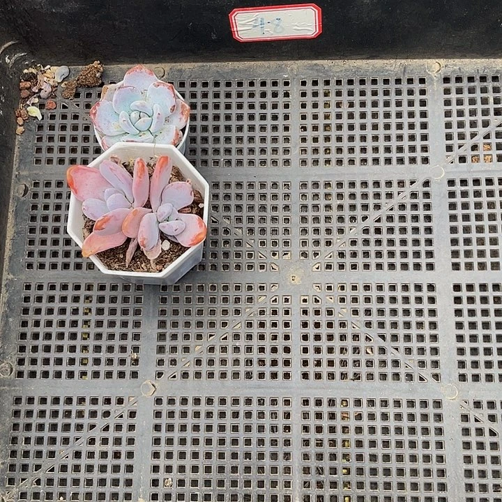 淡***赞48号筐带盆土发货