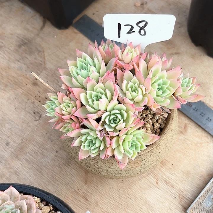 多肉植物，三色景128号