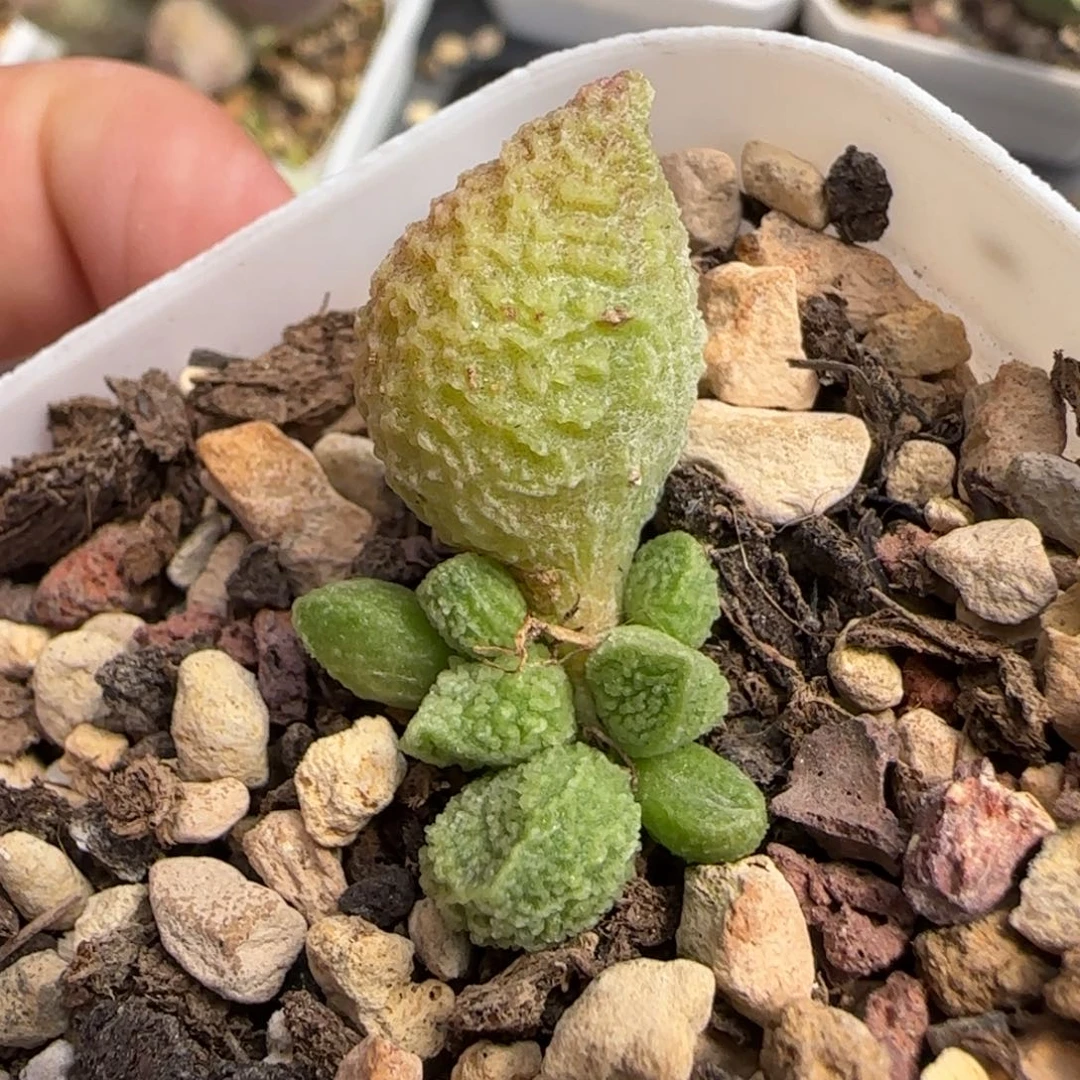 盲盒猪杂水泡多肉植物