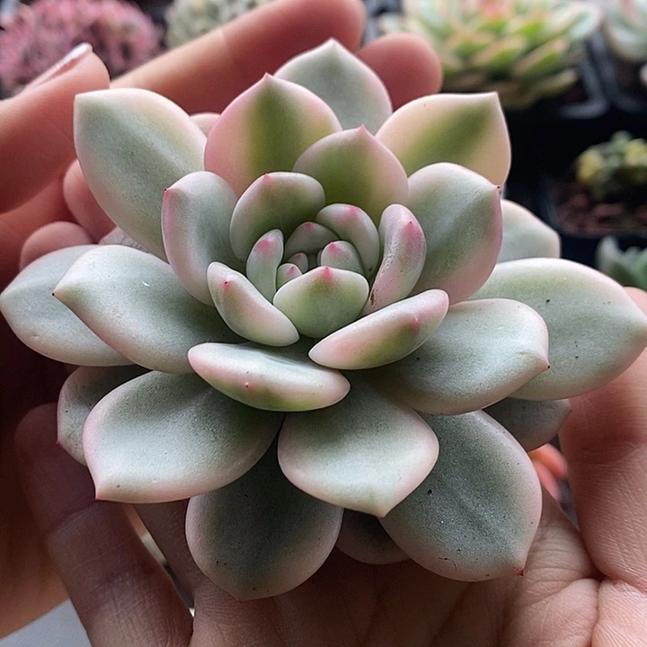 爱丽儿锦大单头多肉植物