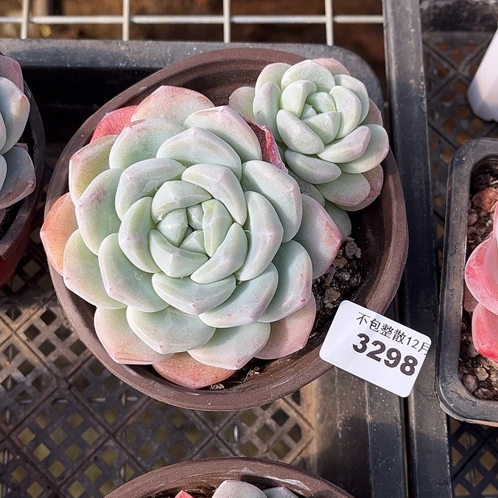 阿雅园艺。     3298