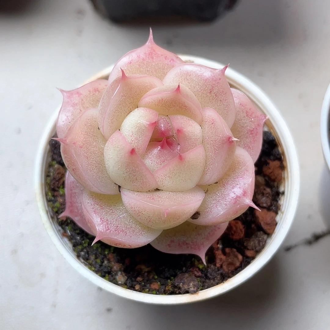 优选麦秆小精品8282