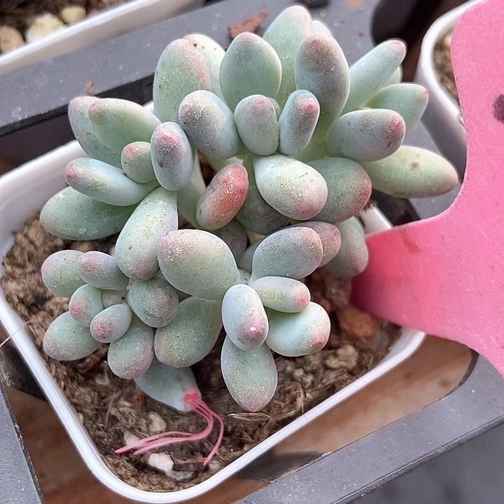 多肉植物苹果奶143多肉