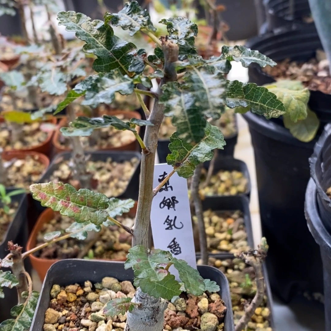 索娜乳香实生带盆