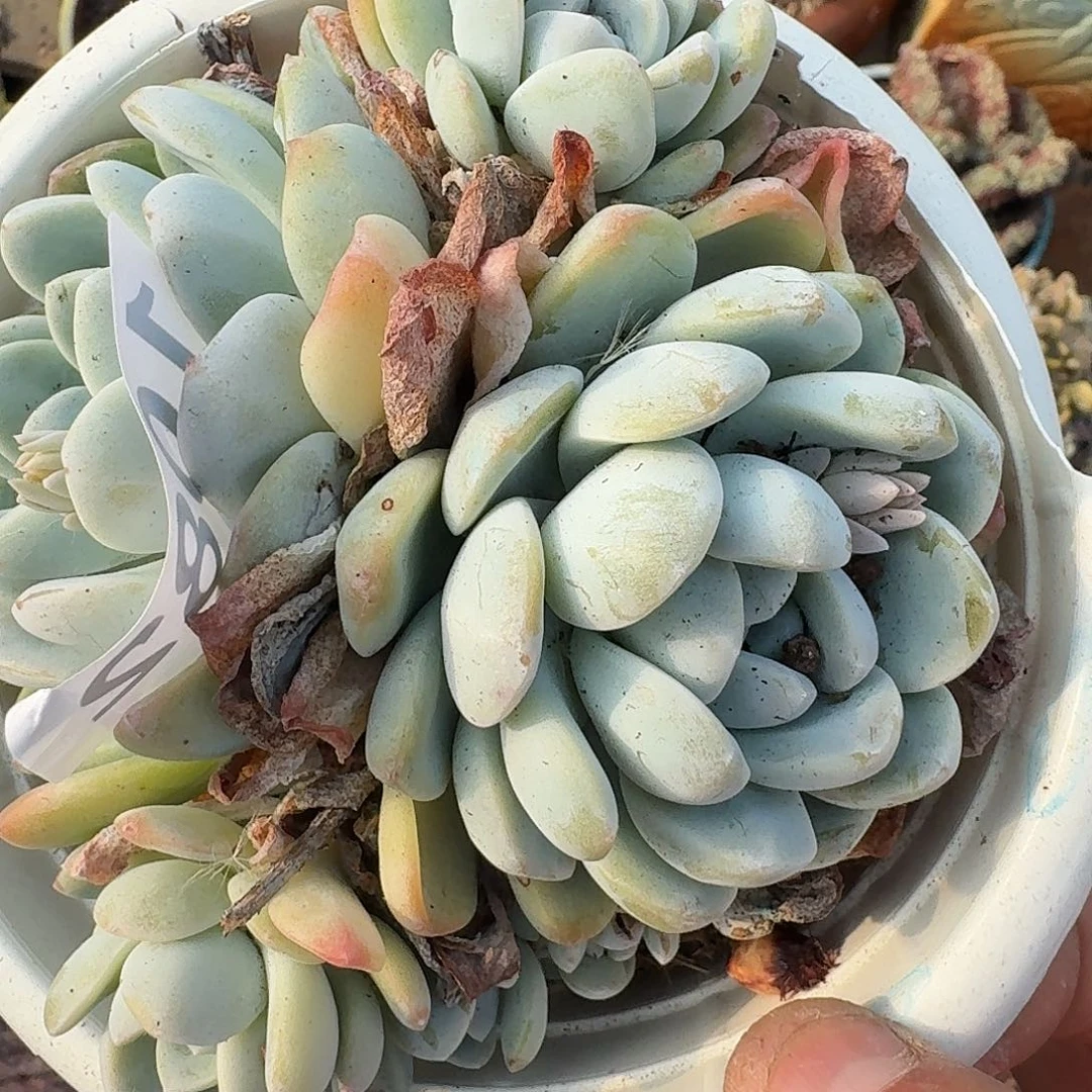 牙*13316164346464343434