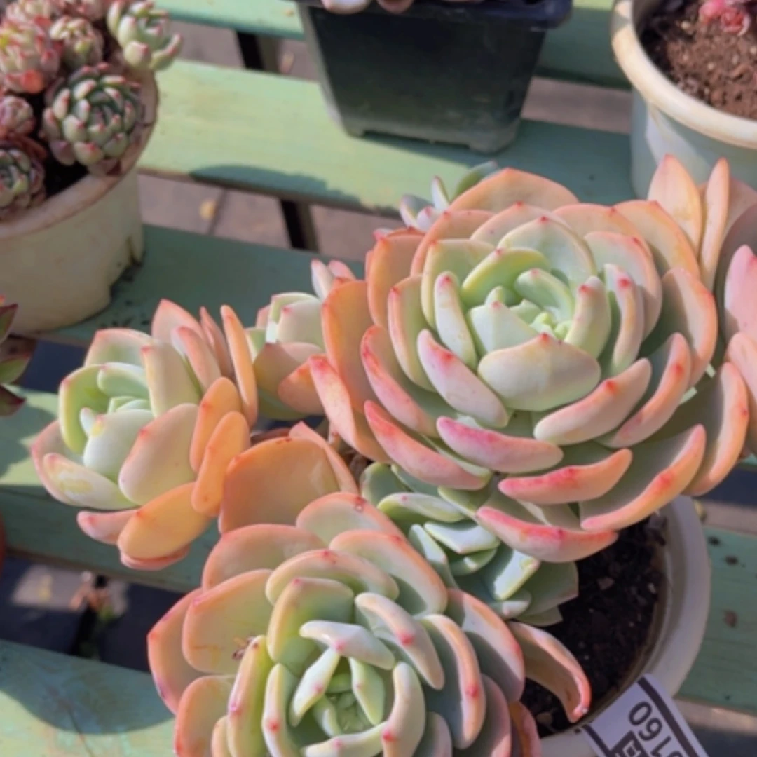 【闪购商品】白月光20160