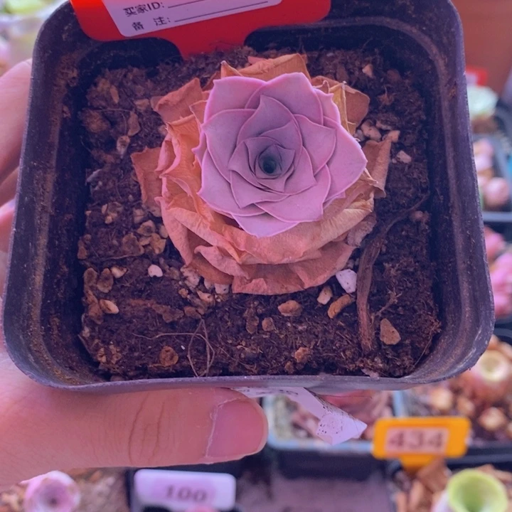 山地玫瑰一物一拍金陵014