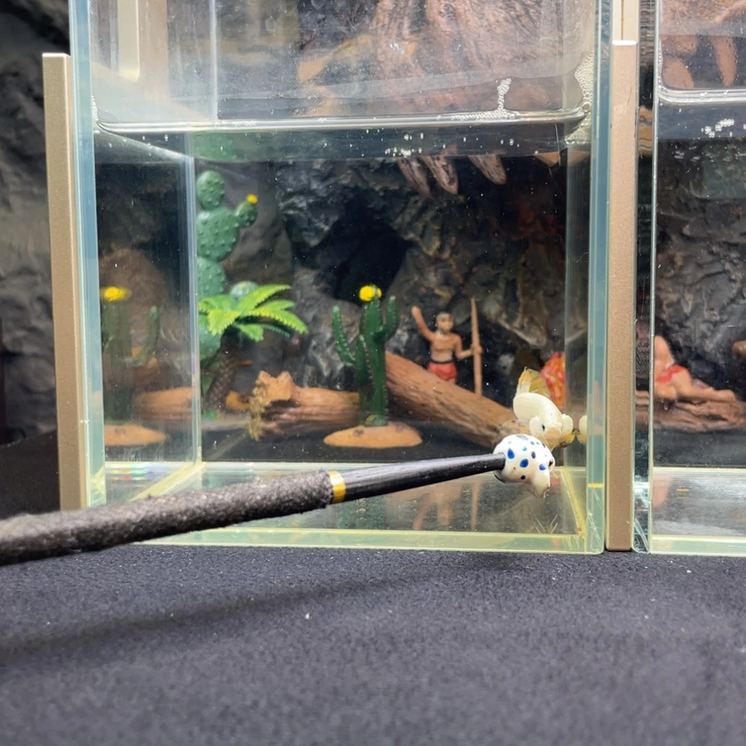 斗鱼十一月一日竞价