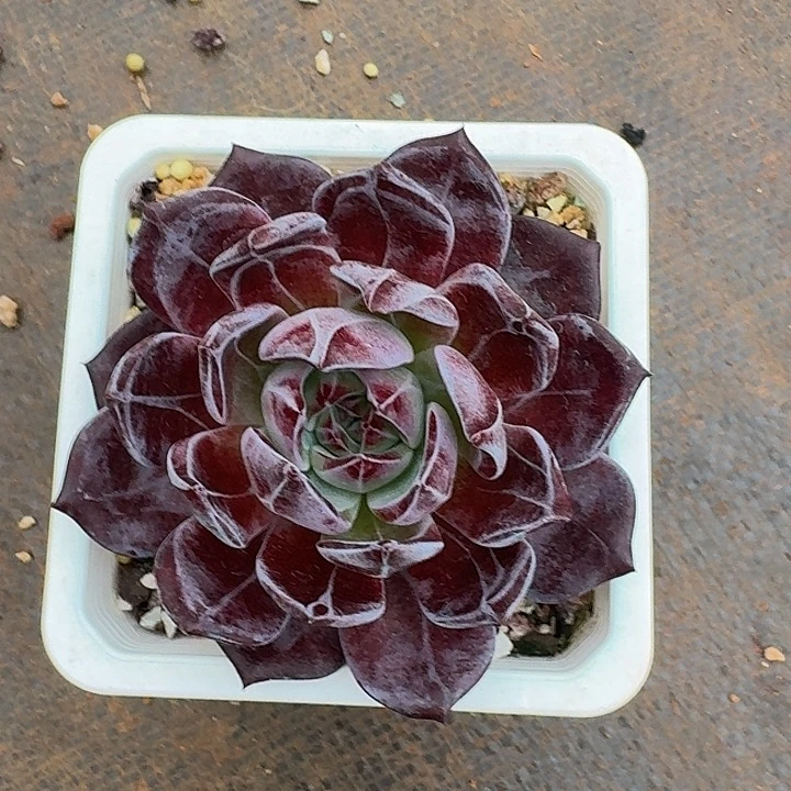 路***…漫漫多肉植物一颗夜魔侠
