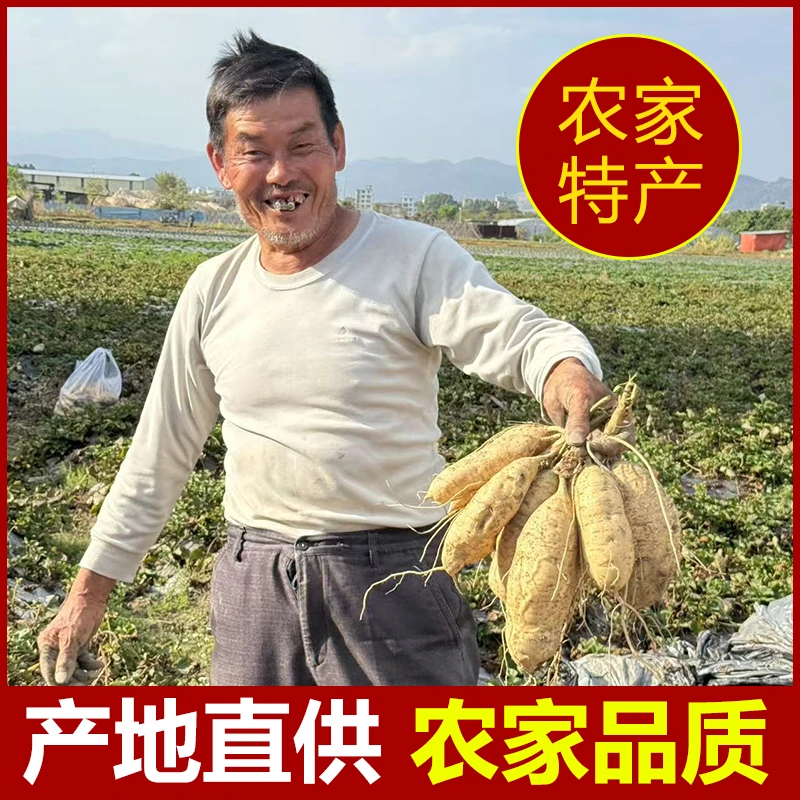 正宗广东潮汕鸡蛋白栗薯新鲜番薯农家自种板栗软糯香甜地瓜红薯