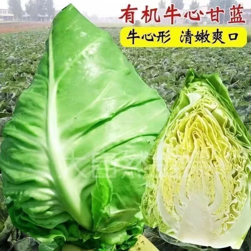 优质牛心甘蓝秧苗耐热耐寒四季移栽种植棵棵粗壮包菜苗牛心菜苗