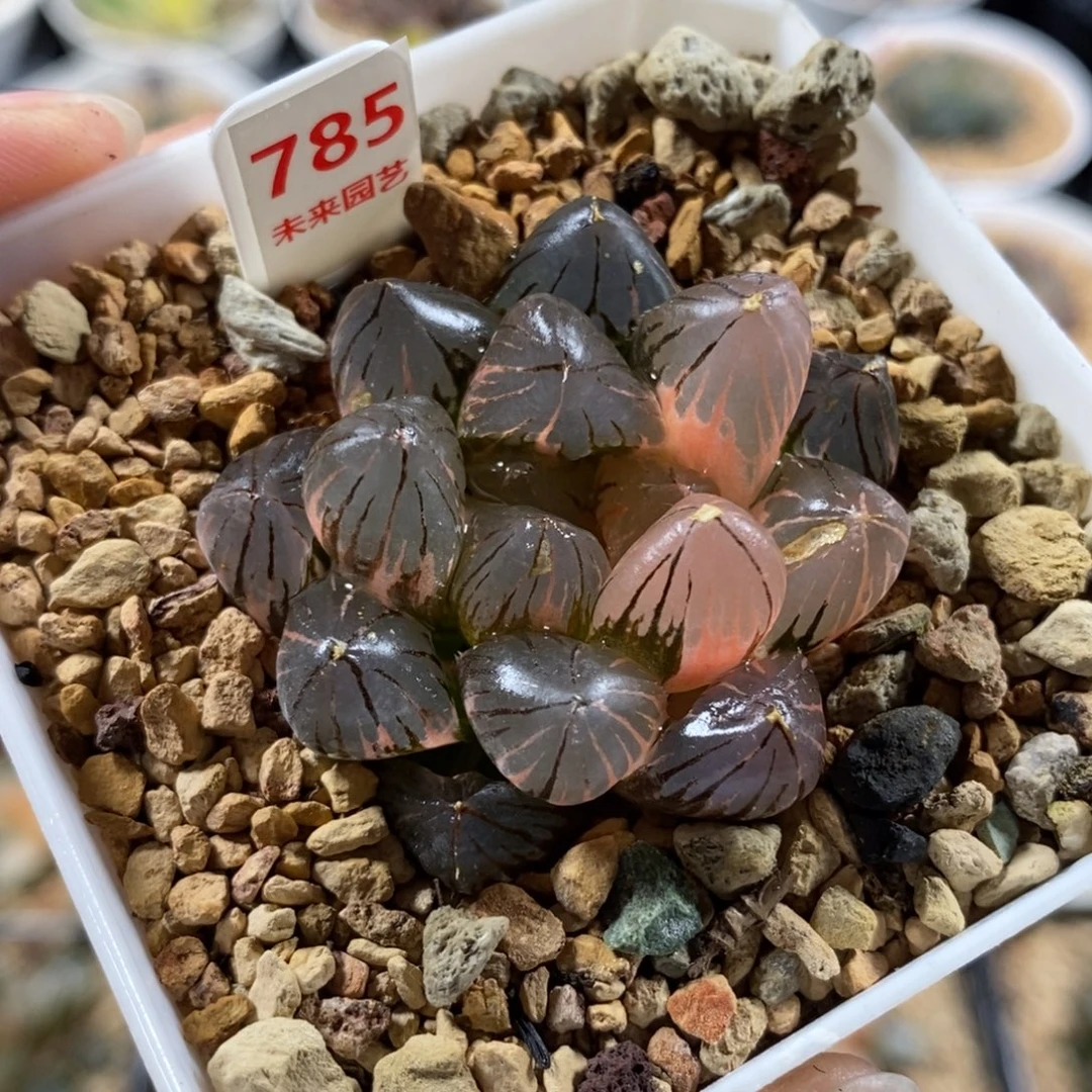 785龙爪玉露锦一物一图