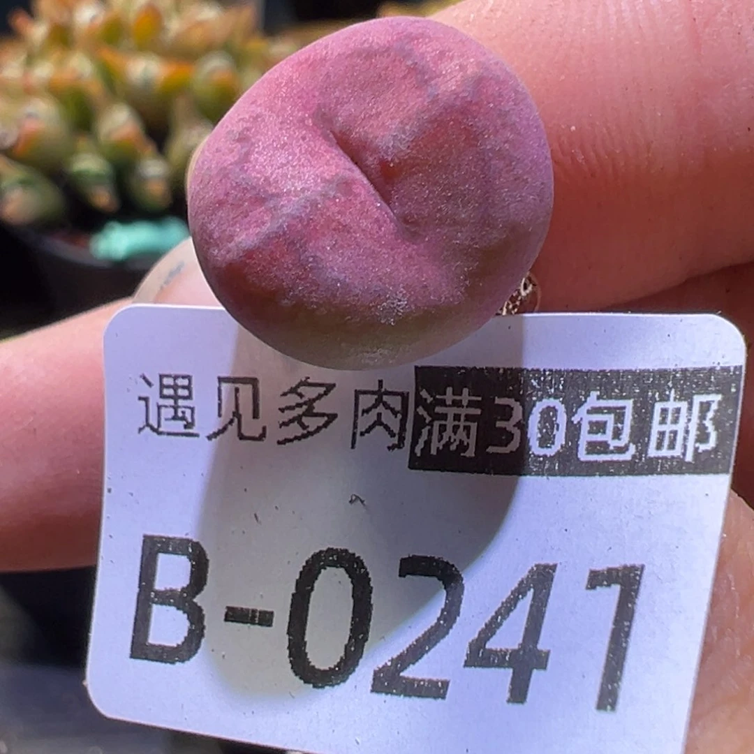 吕杂多肉植物11111111111111