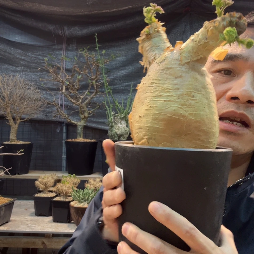 *****419安哥拉带盆发货750