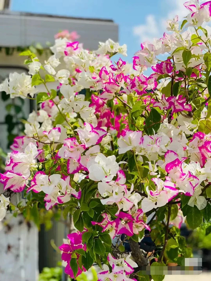 椰子冰#粉白四季勤花爬藤垂钓三角