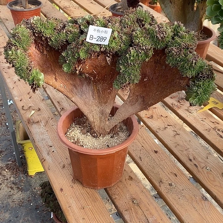 289 万圣节缀带裂宽37 公分