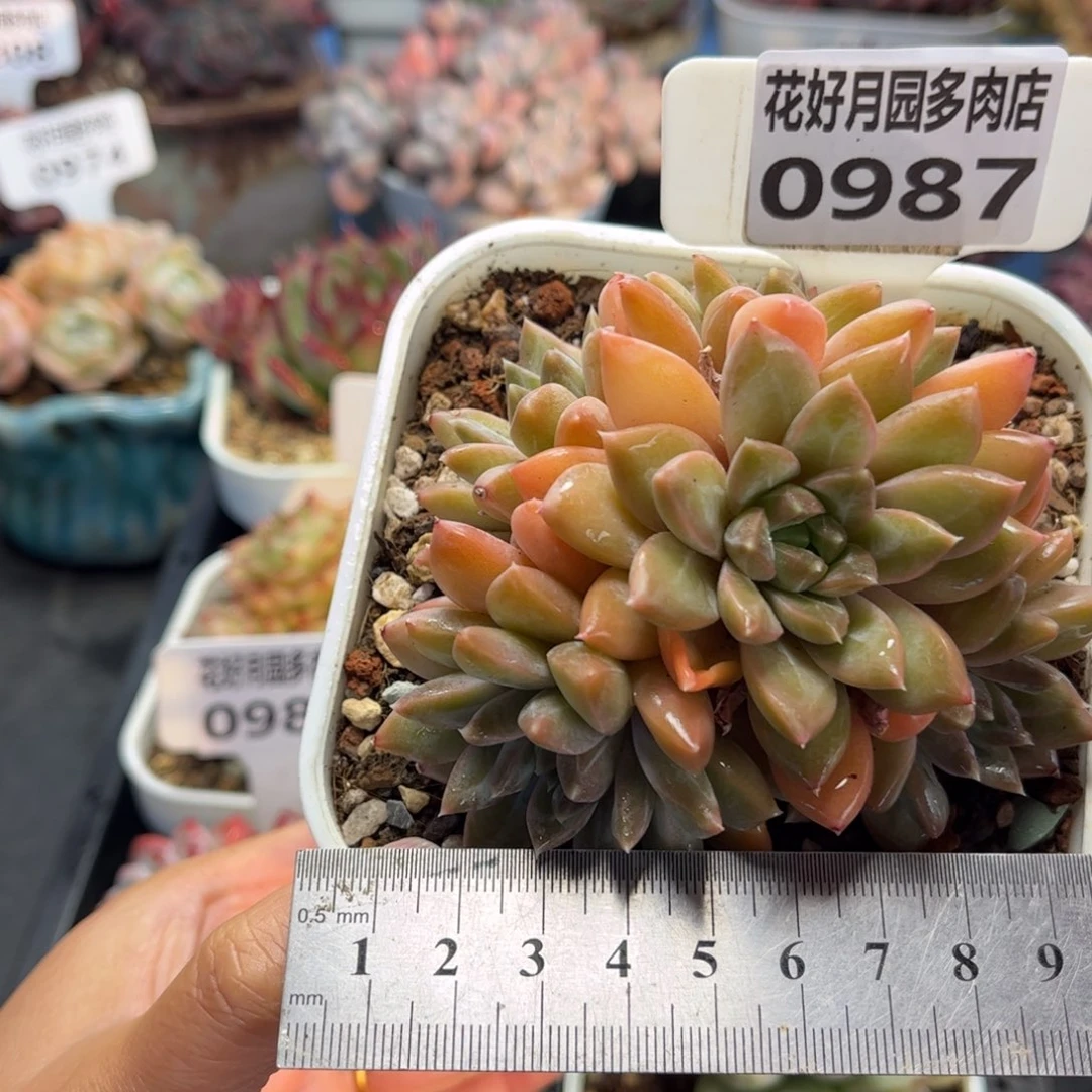 0987 天冷必拍保温箱