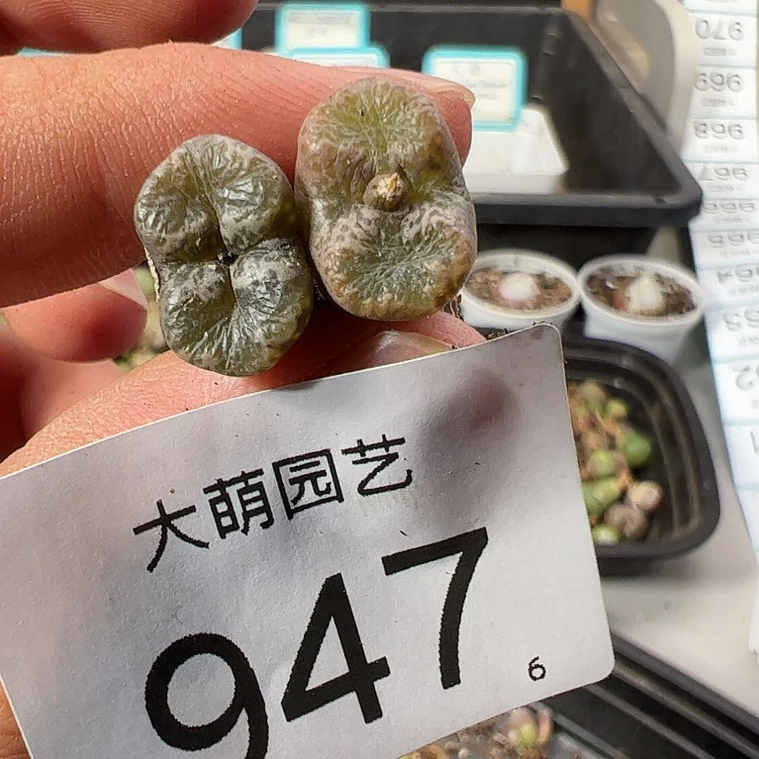 0000947 一物一拍……