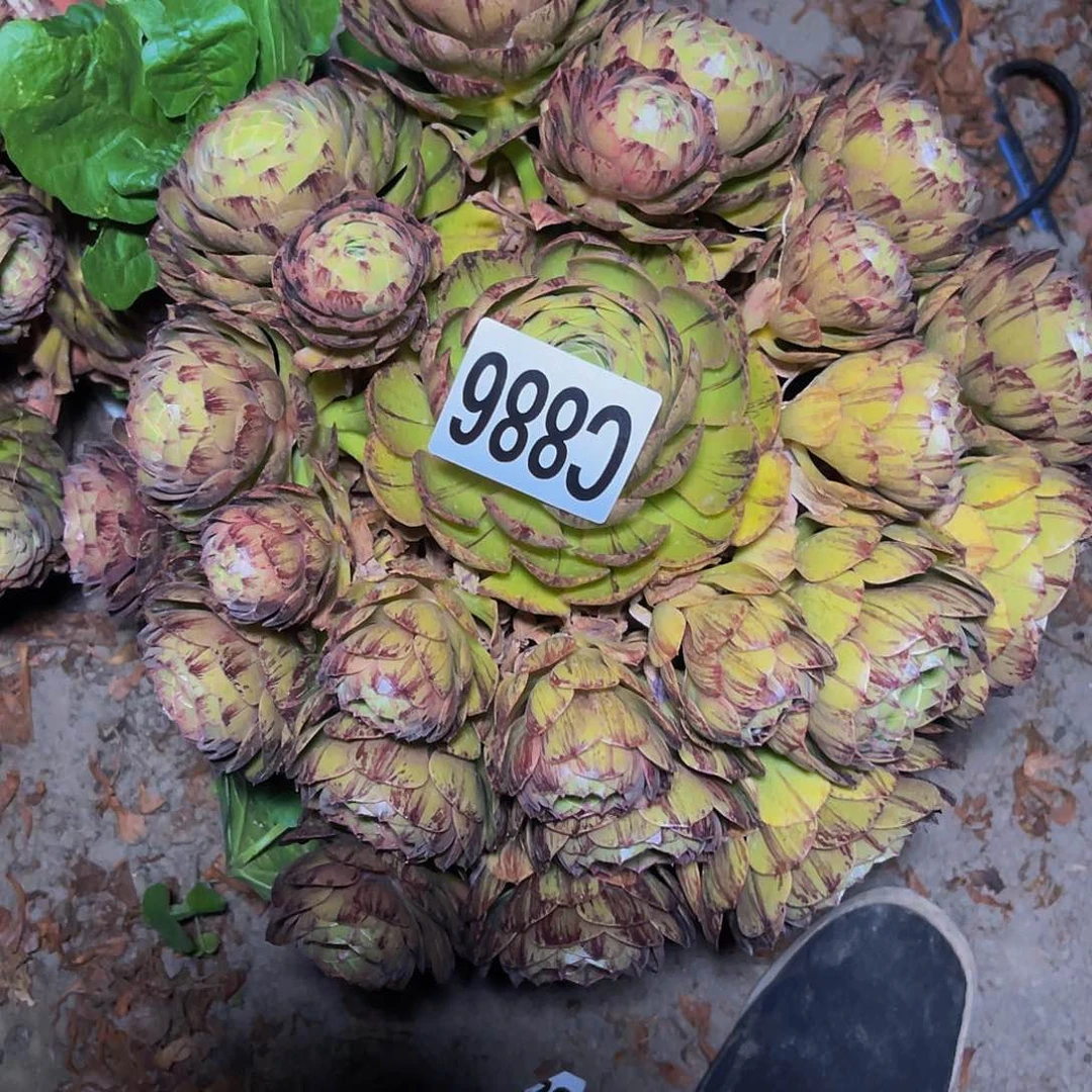 万拉丝14—26包邮法师