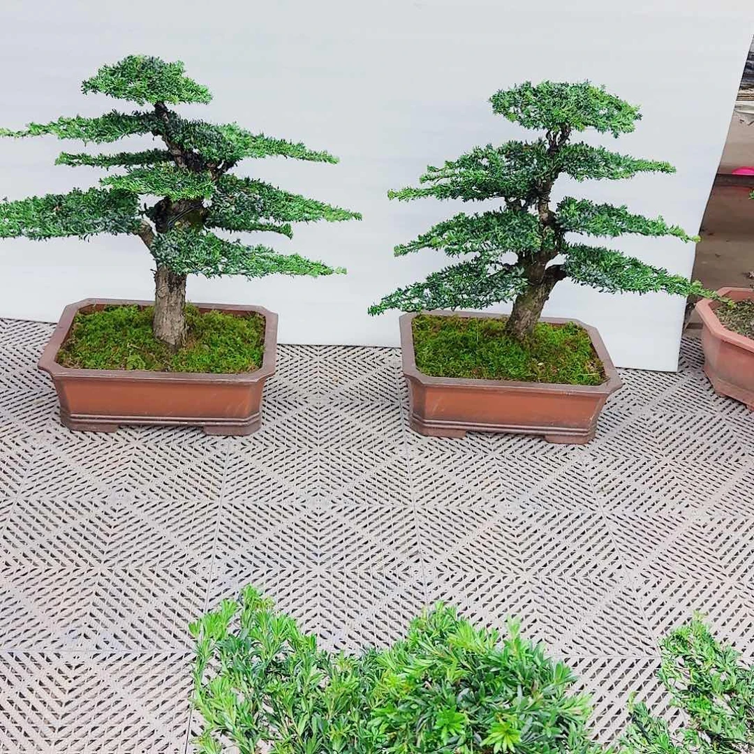 无花朵罗汉松一物一拍888