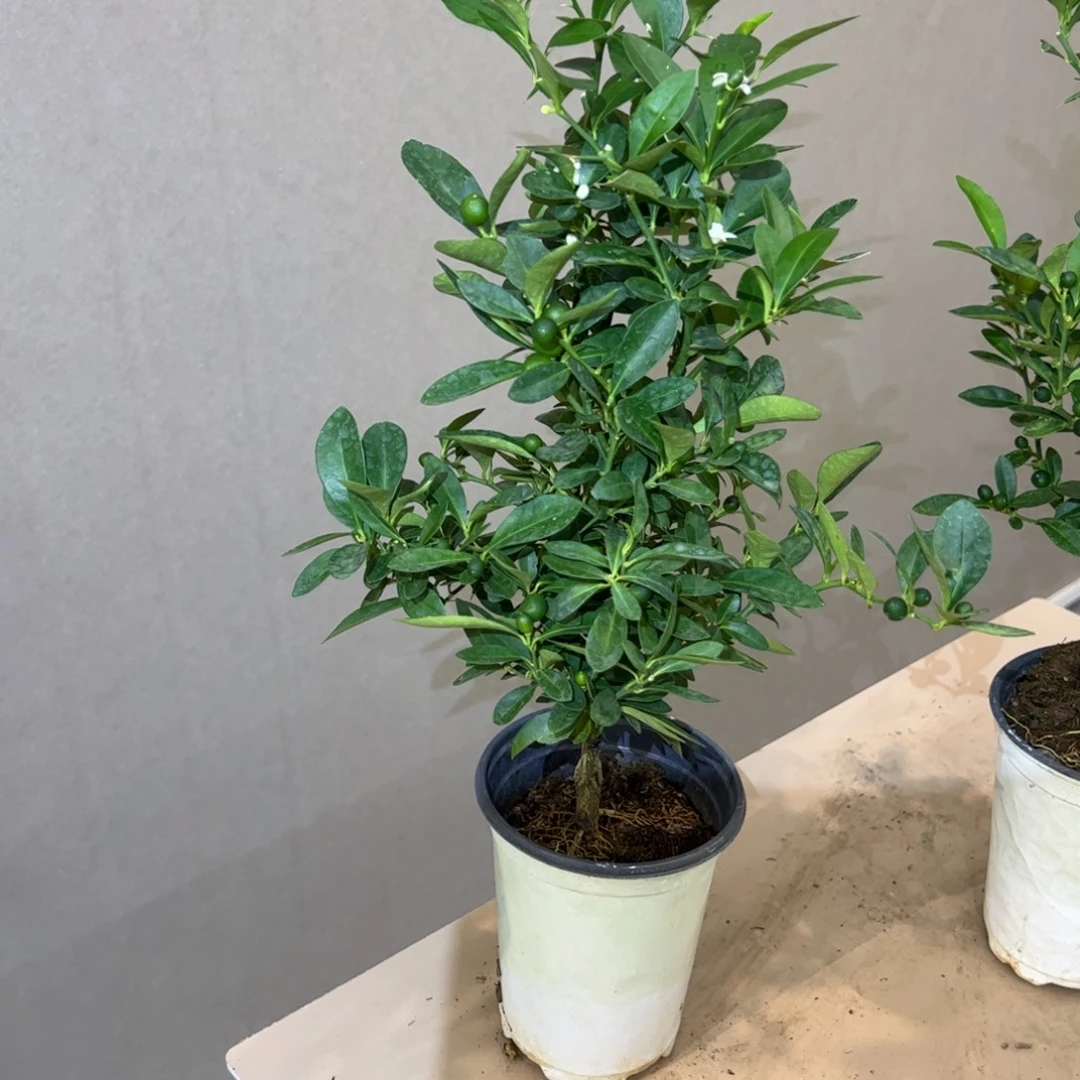 完全开放福建豆盆栽